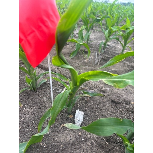 example of rapid growth syndrome in corn