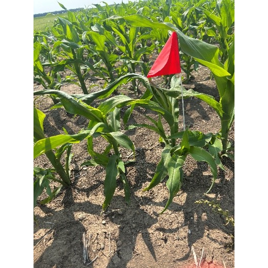 example of rapid growth syndrome in corn