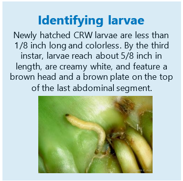 crw larvae info