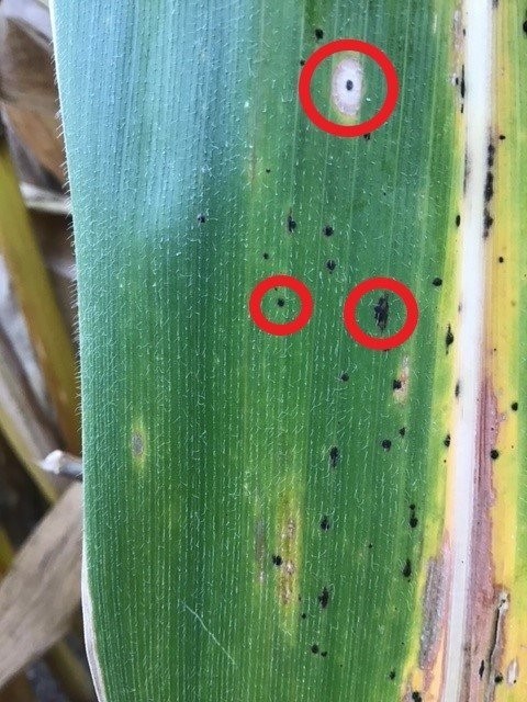Tar spot lesions on a corn leaf