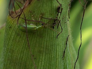 adult corn root worm