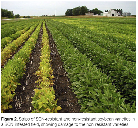 Soybean field with resistant and non-resistant crop strips