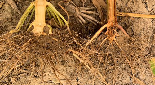 corn stalk roots